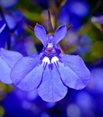 Lobelka nízká Riviera Marine Blue - Lobelia erinus - semena lobelky - 0,1 g